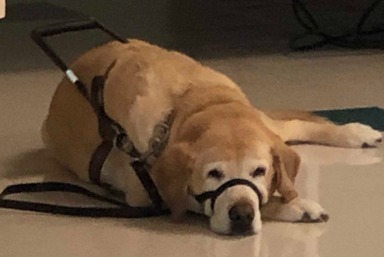 Guide dog in harness lying on the floor.
