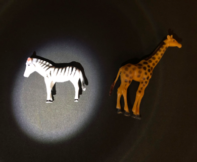 Spotlighting on a toy zebra and not on a toy giraffe.