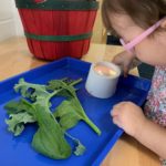 blue tray with green leaves and a student holding a magnifier looking in it