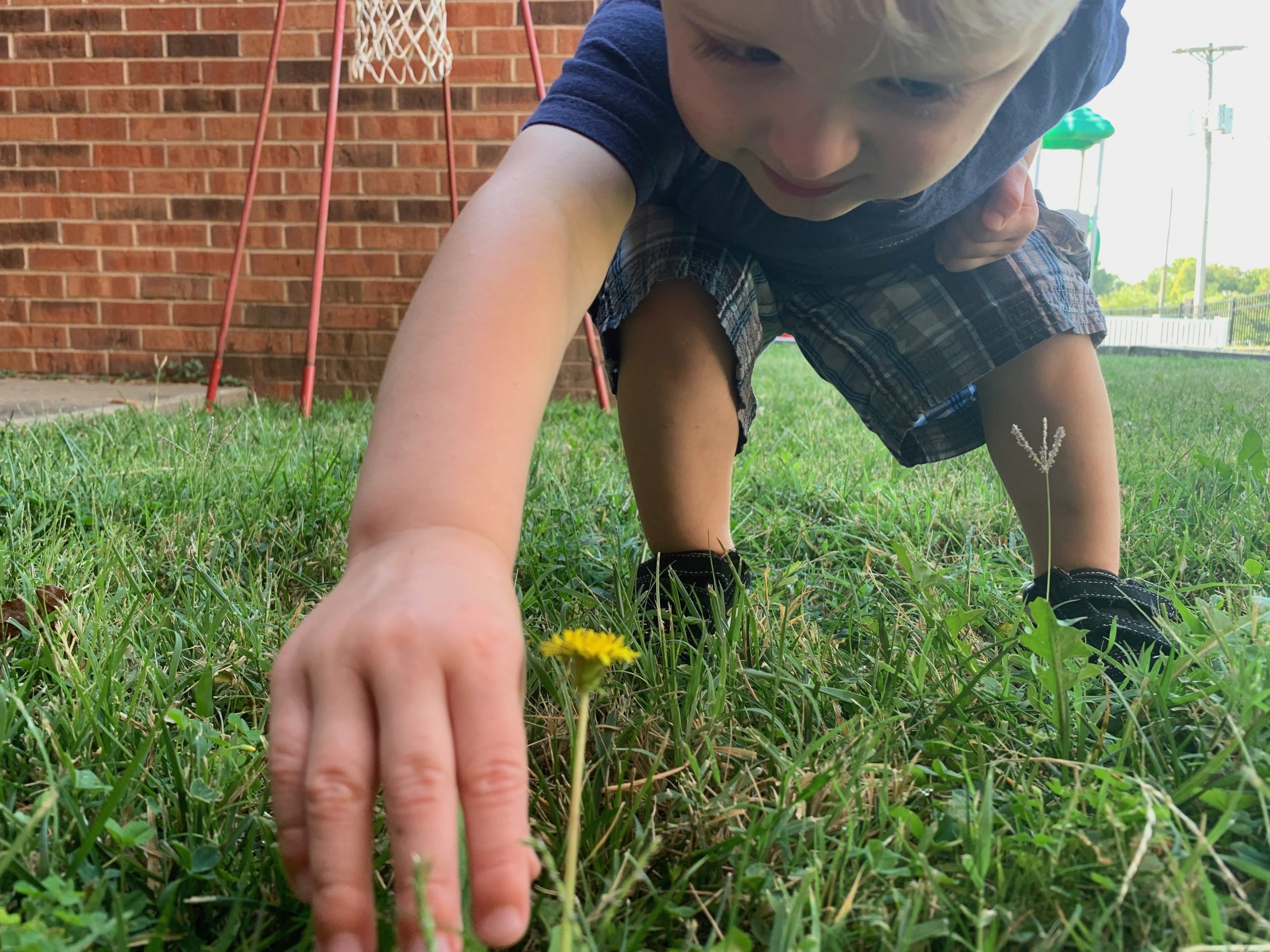 child reaching to pick up a dandelion