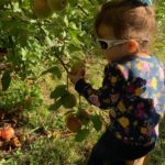 little girl wearing sunglasses picking an apple off of a branch