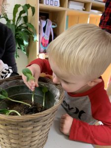 boy touching and looking at a pumpkin seed that has sprouted small green stems and two small leaves at the top