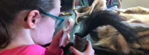 Girl wearing glasses and pink hoodie using a magnifier to look at fur of an animal skin